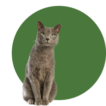 Gattino